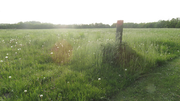 Dandelion field